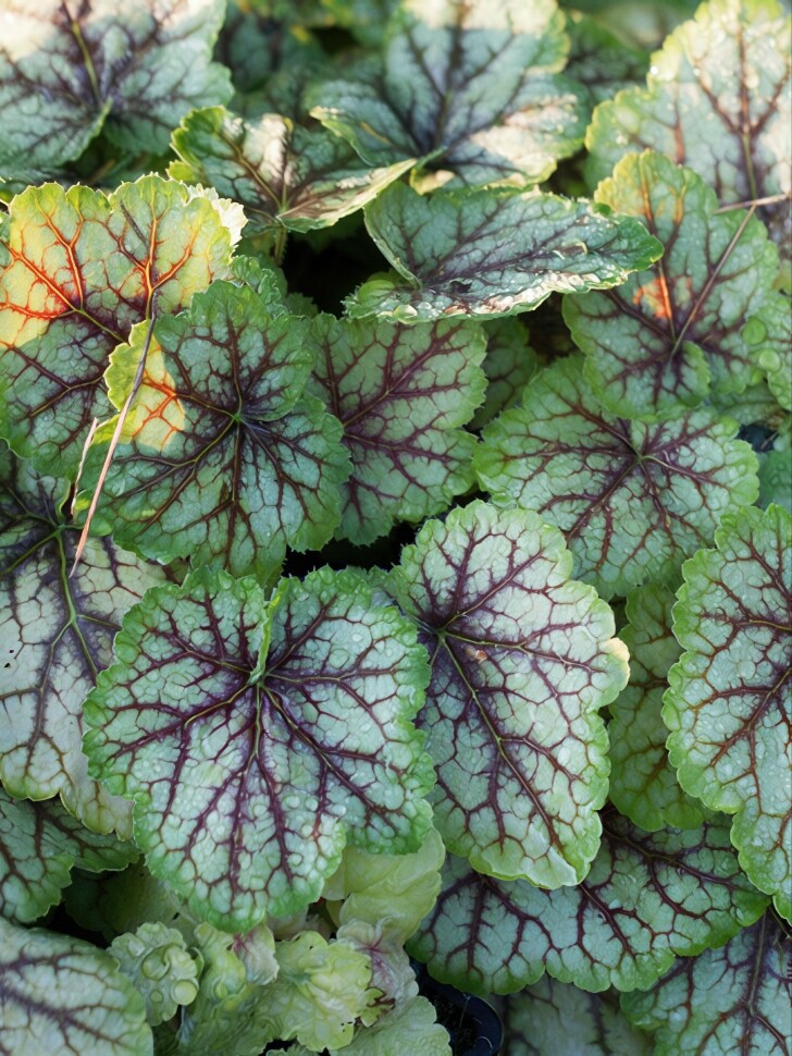 Гейхера Мастер Пэинтер Пикассо (Master Painter Picasso) купить с доставкой