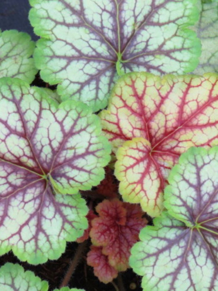 Гейхера Мастер Пэинтер Пикассо (Master Painter Picasso) купить с доставкой