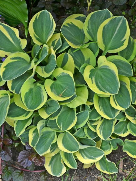 Хоста Майти Маус (Mighty Mouse) [S] купить с доставкой