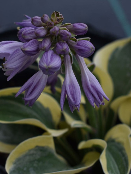 Хоста Майти Маус (Mighty Mouse) [S] купить с доставкой