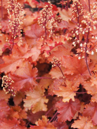 Гейхера Пич Крисп (Peach Crisp)