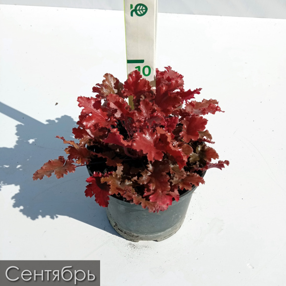 Гейхера Пич Крисп (Peach Crisp) купить с доставкой Гейхера Пич Крисп (Peach Crisp) купить с доставкой