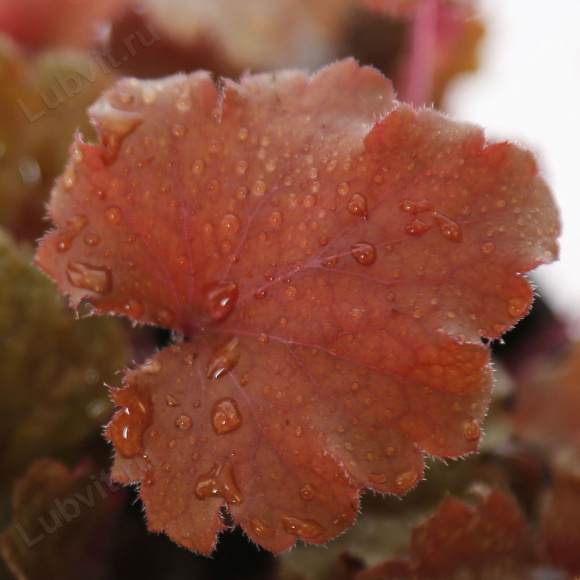 Гейхера Пич Крисп (Peach Crisp) купить с доставкой