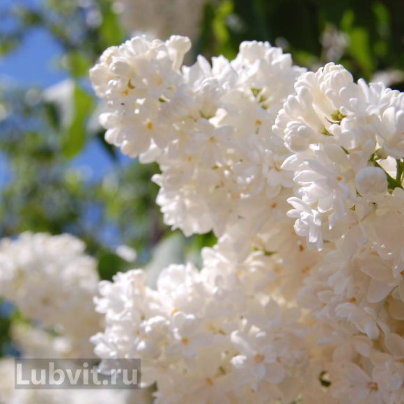 Сирень Память о Колесникове купить с доставкой Сирень Память о Колесникове купить с доставкой