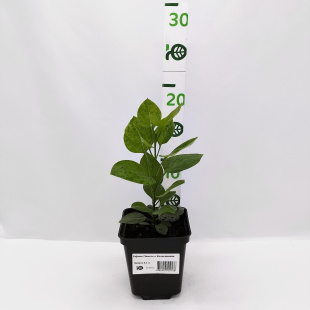 Сирень Память о Колесникове