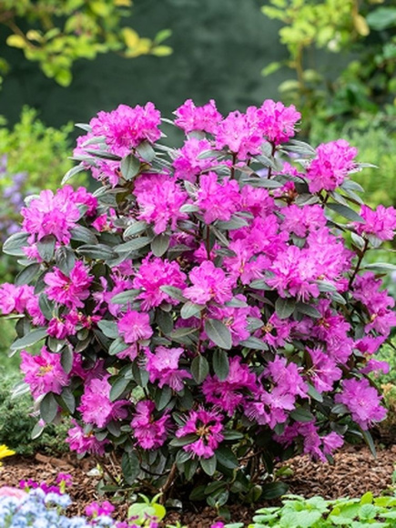 Рододендрон П.Дж.М. Элит (P.J.M. Elite) купить с доставкой