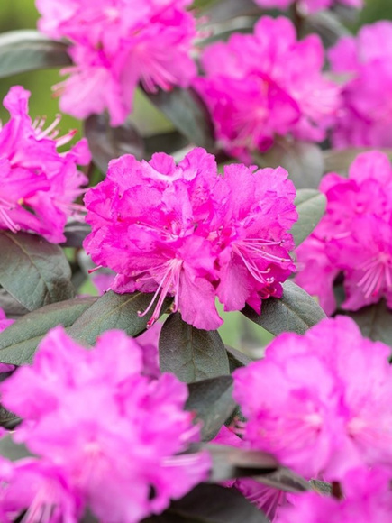 Рододендрон П.Дж.М. Элит (P.J.M. Elite) купить с доставкой