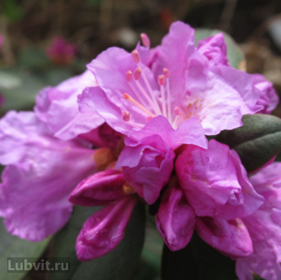 Рододендрон П.Дж.М. Элит (P.J.M. Elite)