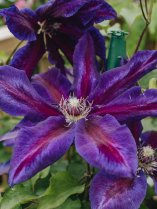 Клематис Вайлдфаер (Wildfire)