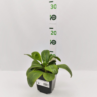 Бадан Зильберлихт (Silberlicht)