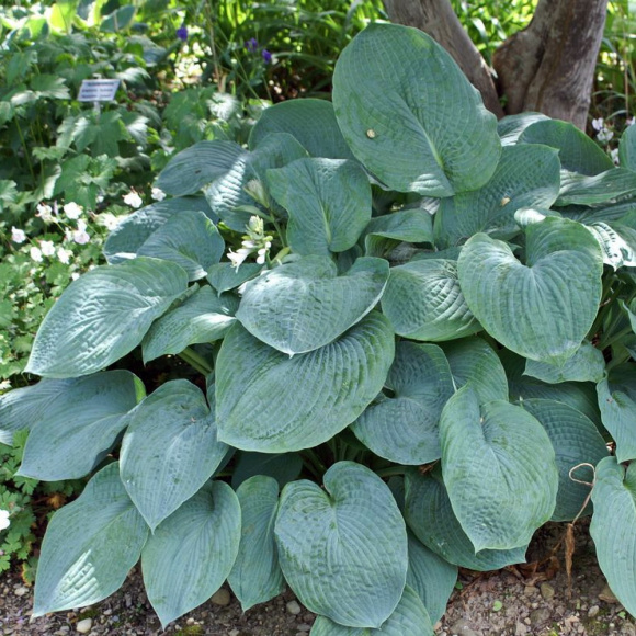 Хоста Брессингем Блю (Bressingham Blue) [L] купить с доставкой