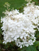 Гортензия Фантом (Phantom) метельчатая купить с доставкой Гортензия Фантом (Phantom) метельчатая купить с доставкой