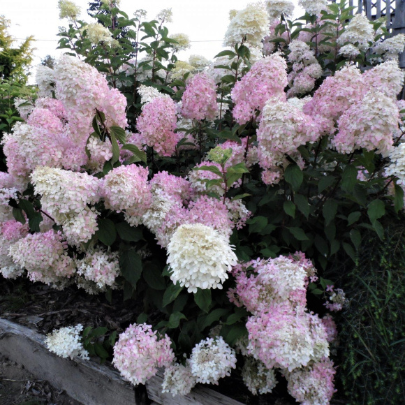 Гортензия Фантом (Phantom) метельчатая купить с доставкой Гортензия Фантом (Phantom) метельчатая купить с доставкой