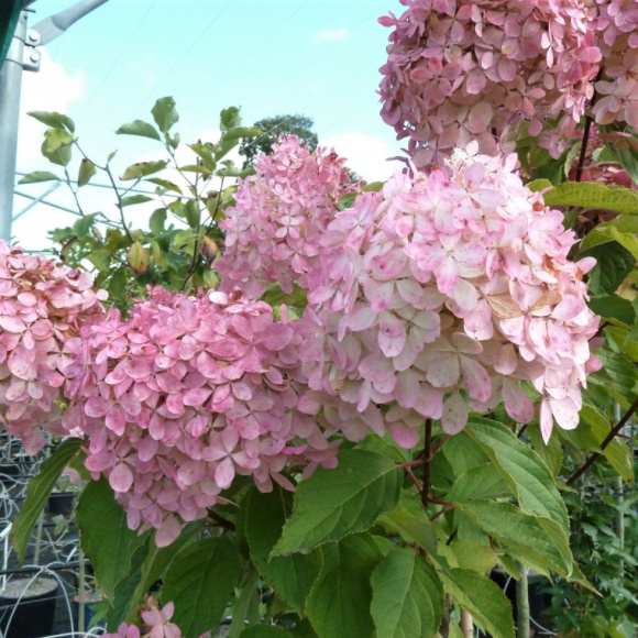 Гортензия Фантом (Phantom) метельчатая купить с доставкой Гортензия Фантом (Phantom) метельчатая купить с доставкой