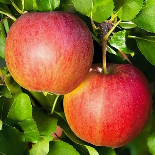 Яблоня Валюта