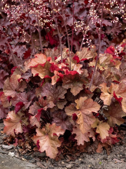 Гейхера Рекс Дарк Эмбер (Rex Dark Amber) купить с доставкой