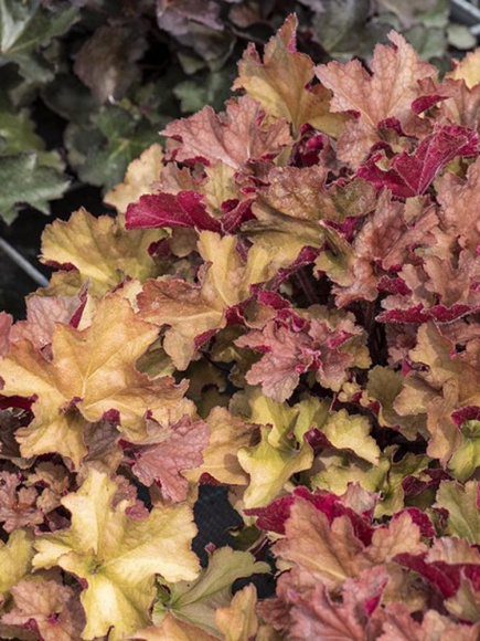 Гейхера Рекс Дарк Эмбер (Rex Dark Amber) купить с доставкой