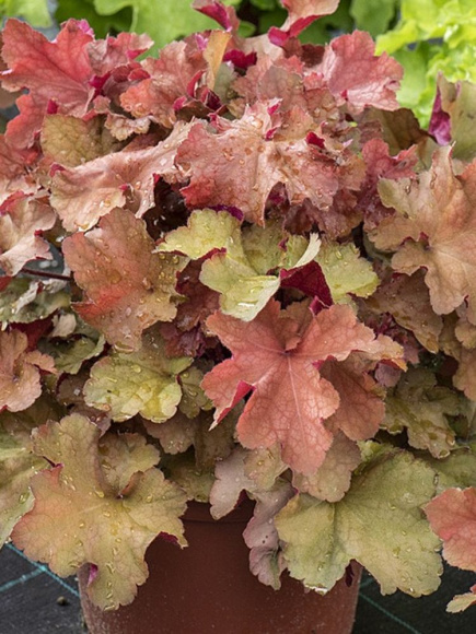 Гейхера Рекс Дарк Эмбер (Rex Dark Amber) купить с доставкой