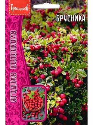 Брусника [Семена редких растений]
