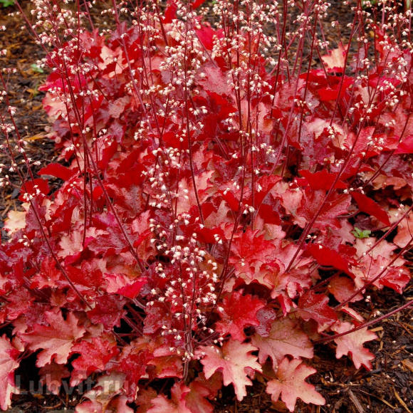 Гейхера Пич Фламбе (Peach Flambe) купить с доставкой