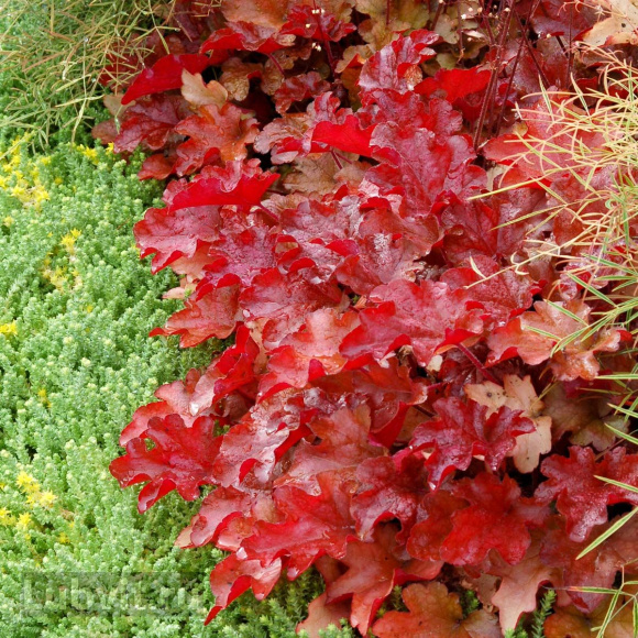 Гейхера Пич Фламбе (Peach Flambe) купить с доставкой