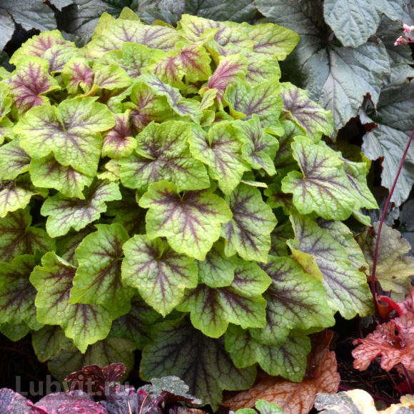 Гейхерелла Фаер Фрост (Fire Frost) купить с доставкой Гейхерелла Фаер Фрост (Fire Frost) купить с доставкой