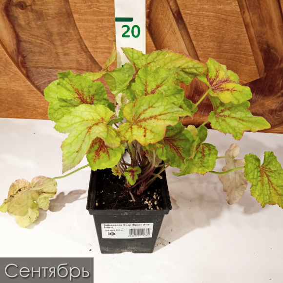 Гейхерелла Фаер Фрост (Fire Frost) купить с доставкой Гейхерелла Фаер Фрост (Fire Frost) купить с доставкой