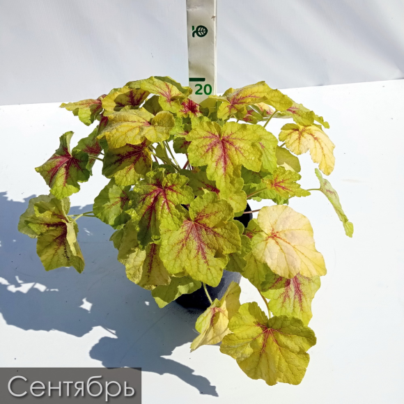 Гейхерелла Фаер Фрост (Fire Frost) купить с доставкой Гейхерелла Фаер Фрост (Fire Frost) купить с доставкой