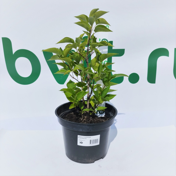 Сирень Олимпиада Колесникова купить с доставкой