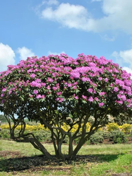 Рододендрон Розеум Элеганс (Roseum Elegans) купить с доставкой