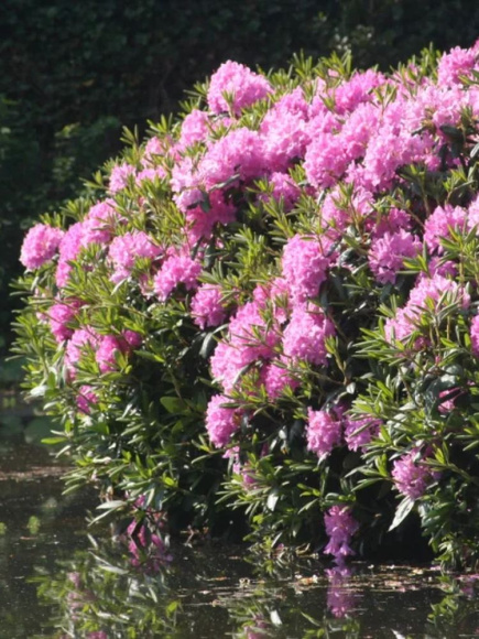 Рододендрон Розеум Элеганс (Roseum Elegans) купить с доставкой