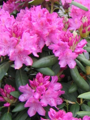 Рододендрон Розеум Элеганс (Roseum Elegans) Рододендрон Розеум Элеганс (Roseum Elegans)