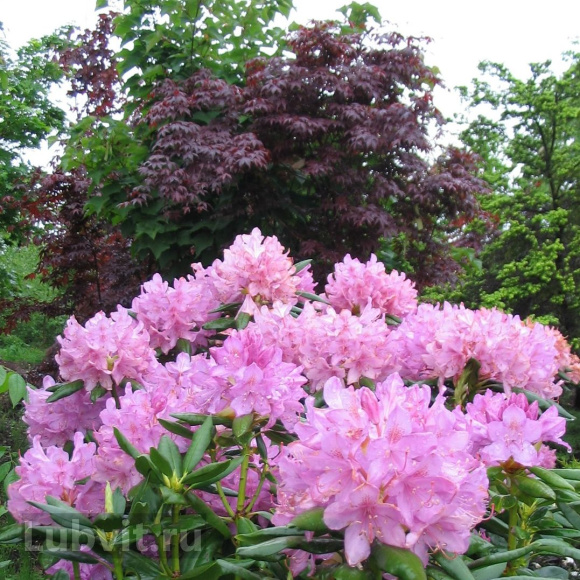 Рододендрон Розеум Элеганс (Roseum Elegans) купить с доставкой Рододендрон Розеум Элеганс (Roseum Elegans) купить с доставкой