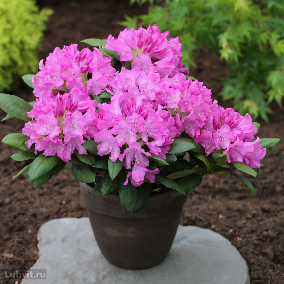 Рододендрон Розеум Элеганс (Roseum Elegans) купить с доставкой Рододендрон Розеум Элеганс (Roseum Elegans) купить с доставкой