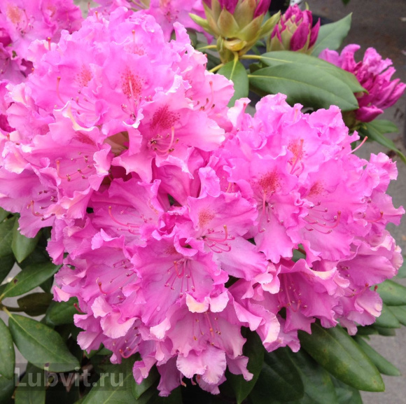 Рододендрон Розеум Элеганс (Roseum Elegans) купить с доставкой Рододендрон Розеум Элеганс (Roseum Elegans) купить с доставкой