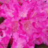 Рододендрон Розеум Элеганс (Roseum Elegans) можно купить недорого с доставкой в питомнике Любвитский