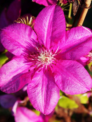 Клематис Кардинал Вышинский (Kardynal Wyszynski)