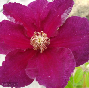 Клематис Кардинал Вышинский (Kardynal Wyszynski)