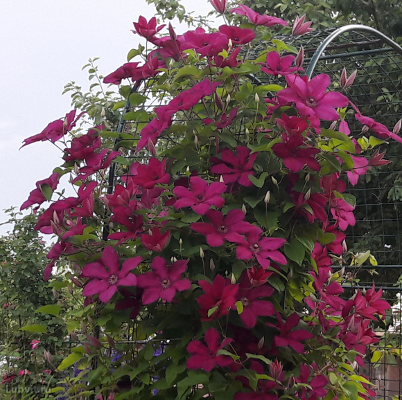 Клематис Кардинал Вышинский (Kardynal Wyszynski) купить с доставкой