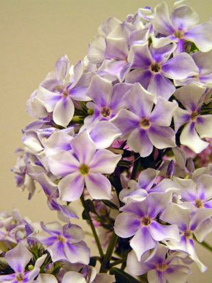 Флокс Ордынка