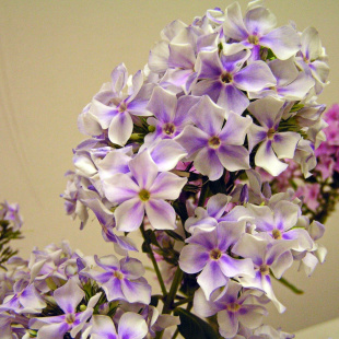 Флокс Ордынка Флокс Ордынка