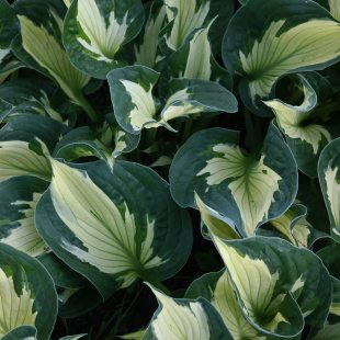 Хоста Колоред Халк (Colored Hulk) [M]