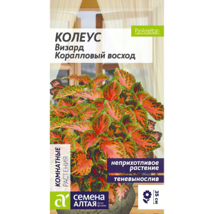 Колеус Визард Коралловый Восход [Семена алтая]