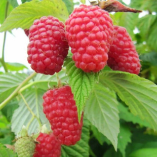 Малина Гусар