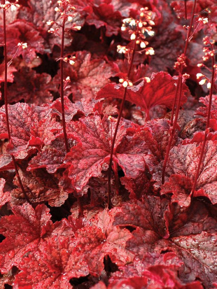 Гейхера Каджун Файр (Cajun Fire)