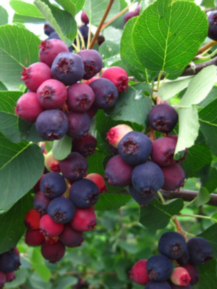 Ирга Тиссей