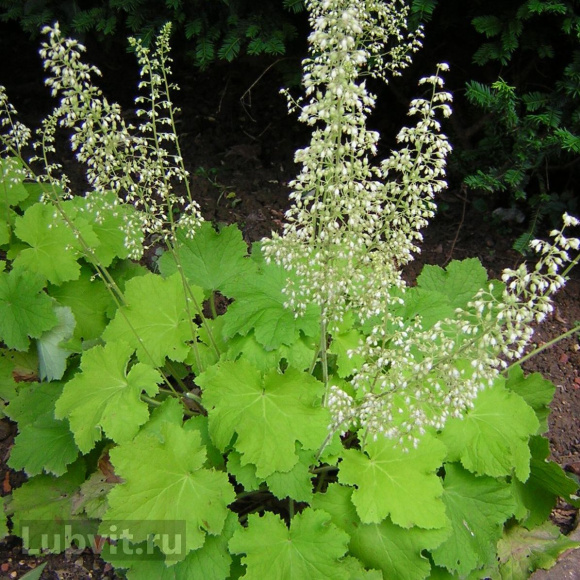 Гейхера Фисташ (Pistache) купить с доставкой