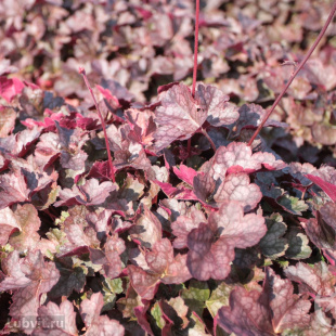 Гейхера Мини Маус (Mini Mouse)