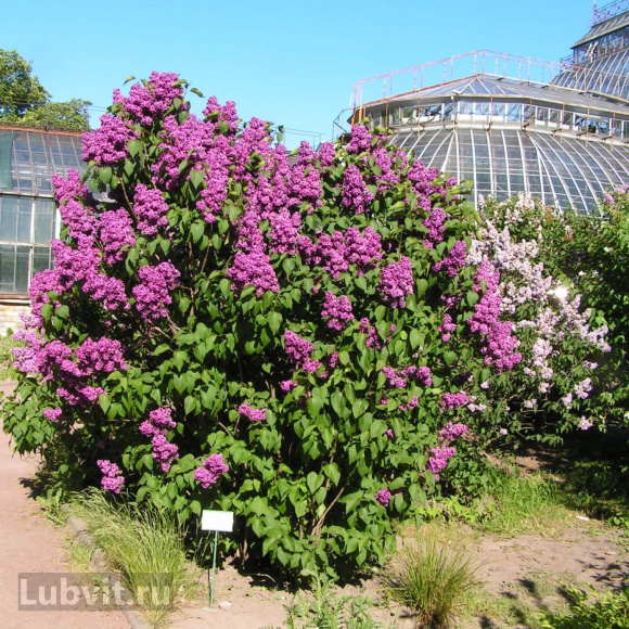 Сирень Красная Москва купить с доставкой