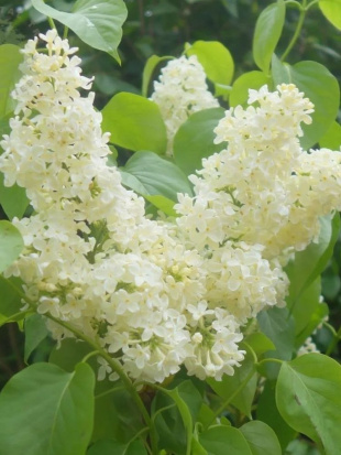 Сирень Примроуз (Primrose)